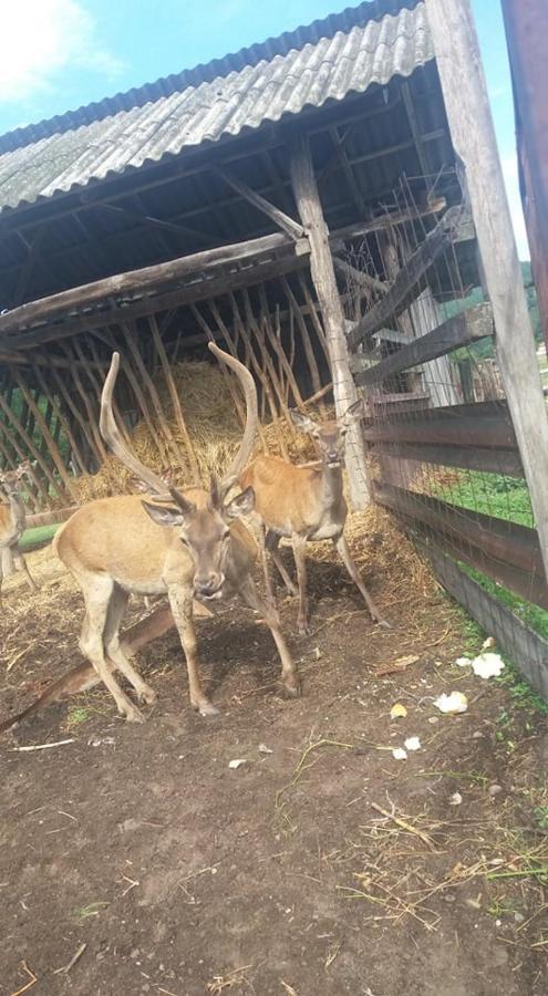 Majorka Vendeghaz Daire Diósjenő Dış mekan fotoğraf