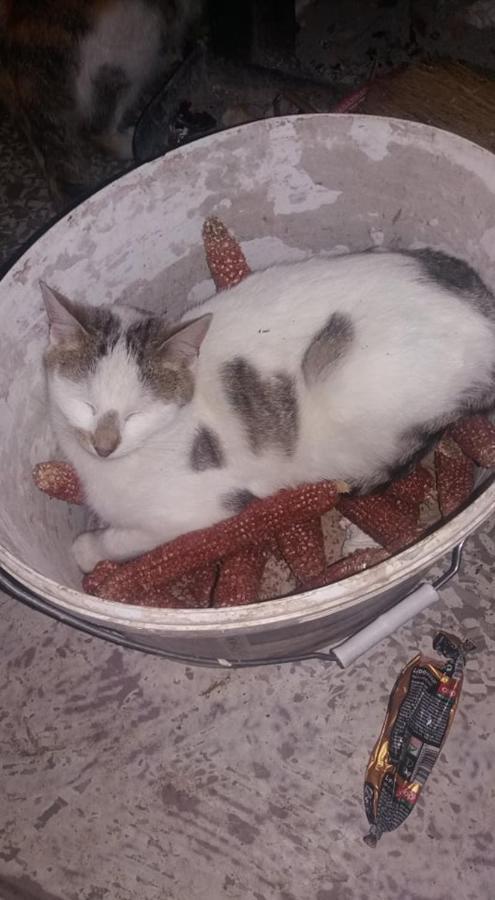 Majorka Vendeghaz Daire Diósjenő Dış mekan fotoğraf